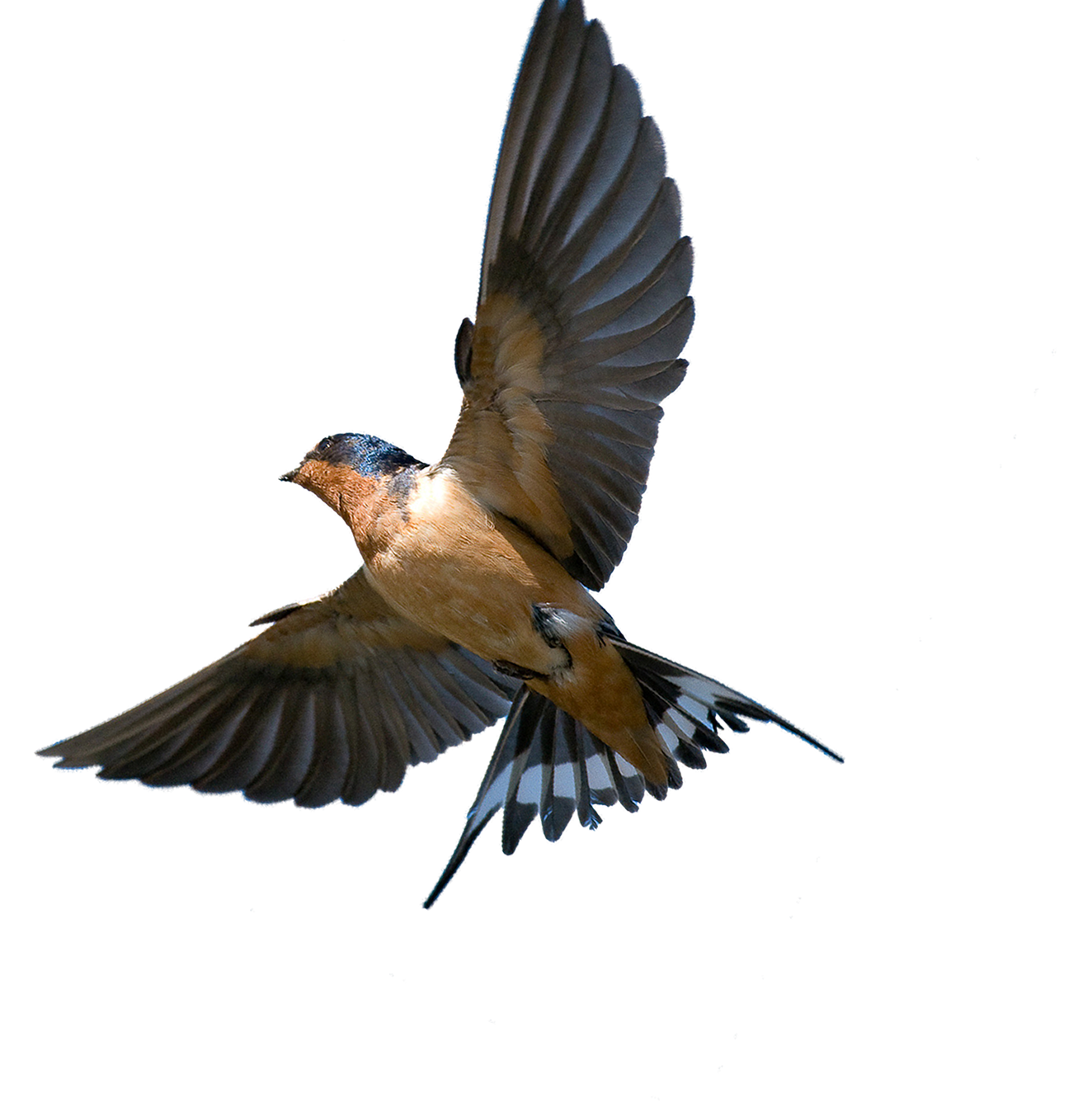 Swallow Background PNG Image
