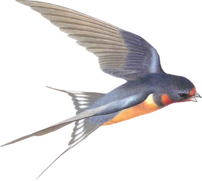 Swallow Download Free PNG Clip Art