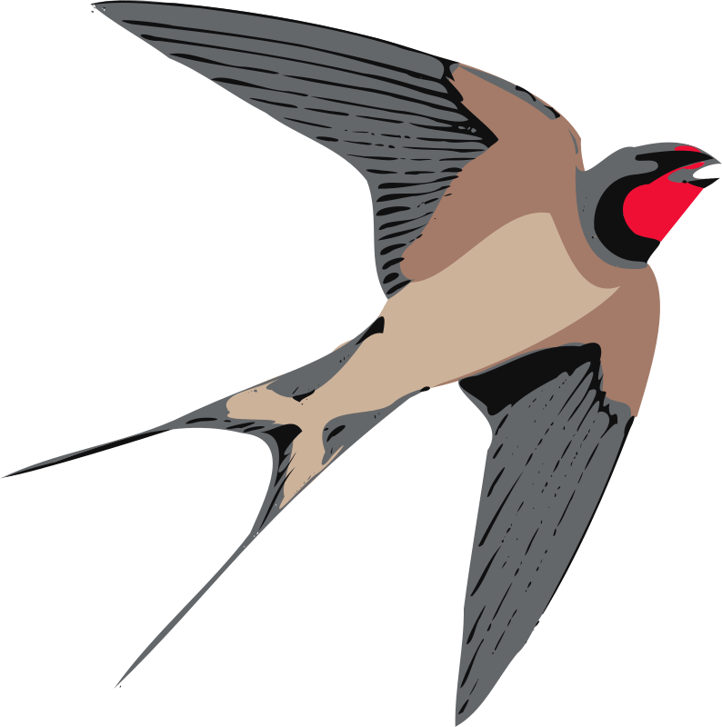 Swallow PNG Background