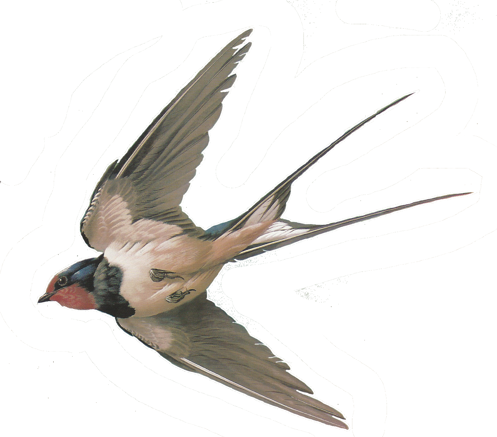 Swallow PNG Clip Art HD Quality