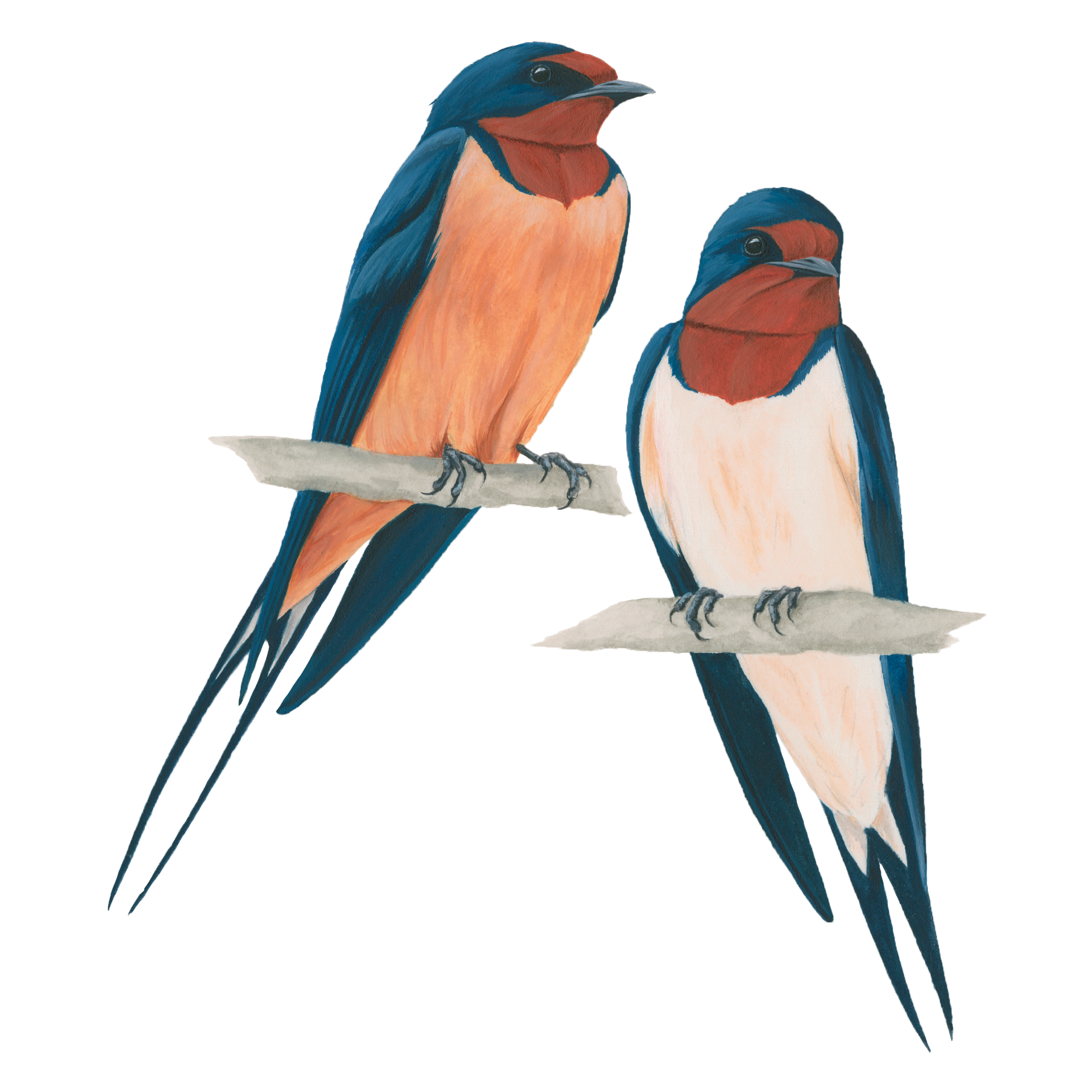 Swallow PNG Free File Download