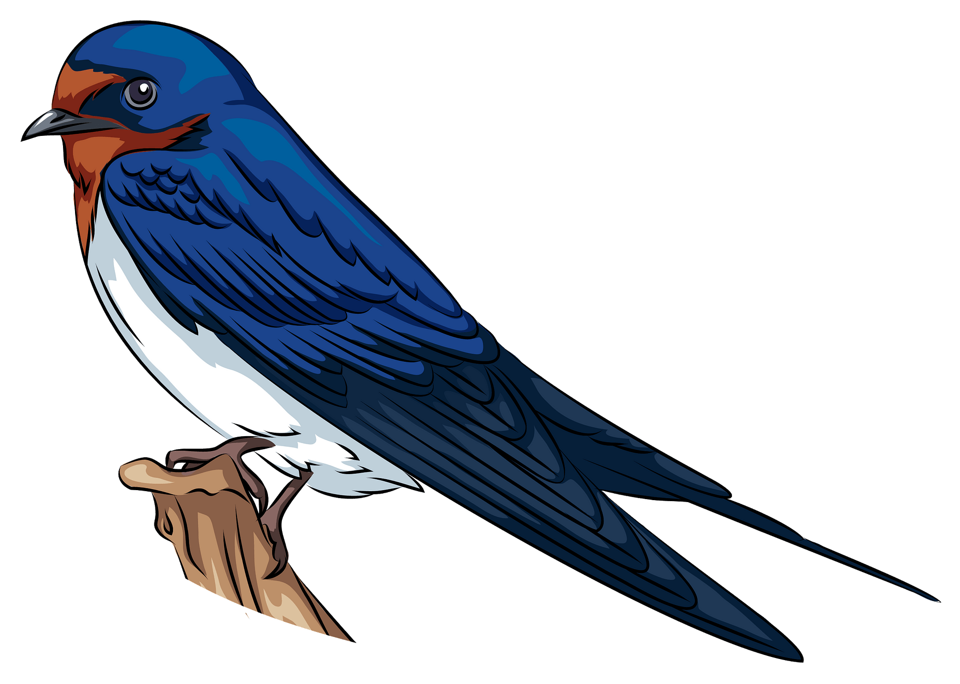 Swallow PNG HD Quality