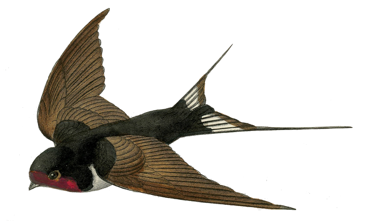 Swallow PNG Images HD