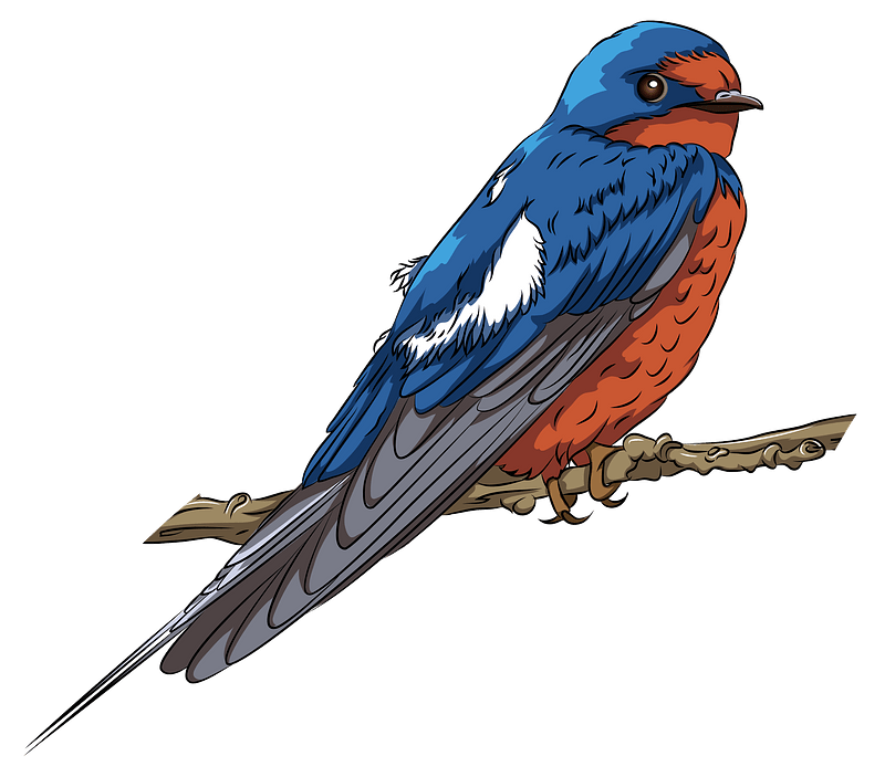 Swallow PNG Photo Image