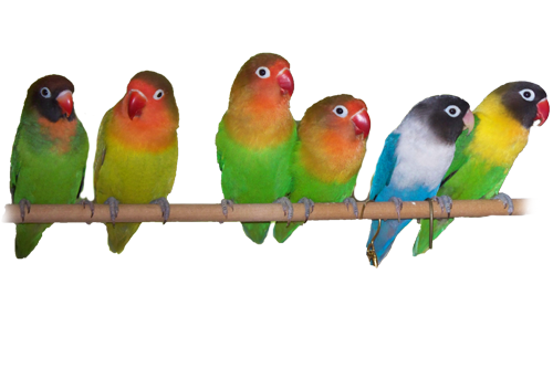 The Lovebirds Free PNG