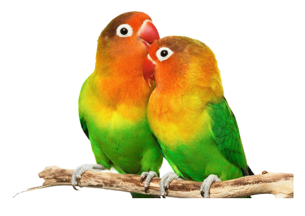 The Lovebirds Free Picture PNG