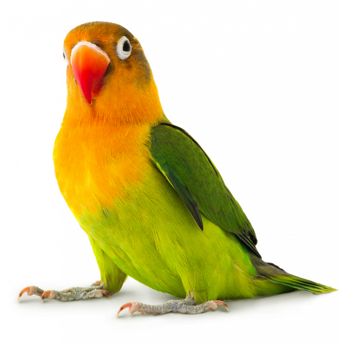 The Lovebirds Transparent Free PNG