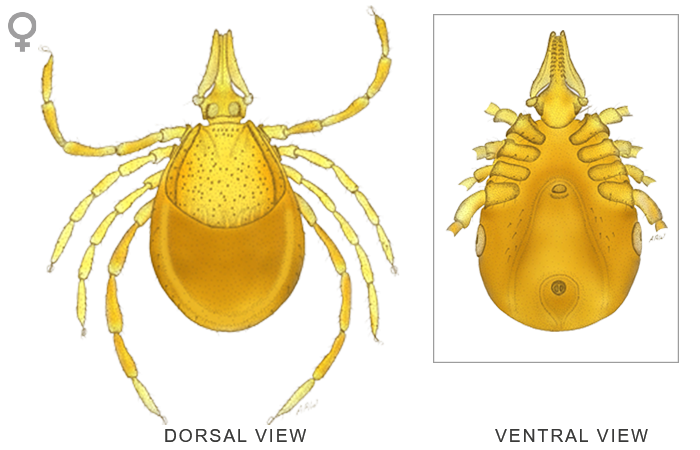 Tick Insect Background PNG Image