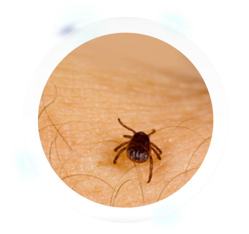 Tick Insect Download Free PNG