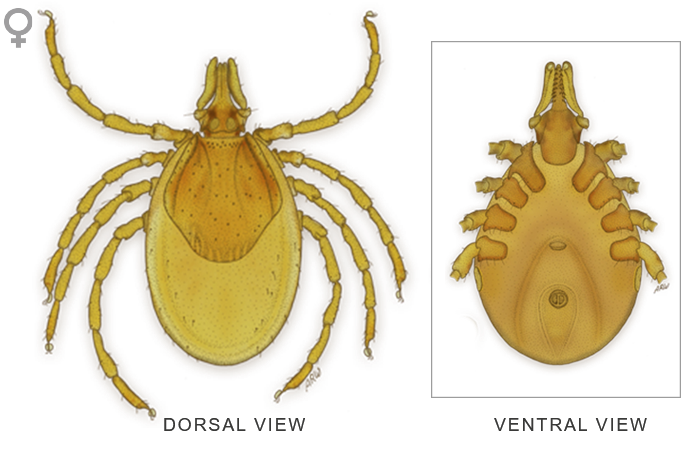 Tick Insect No Background Clip Art