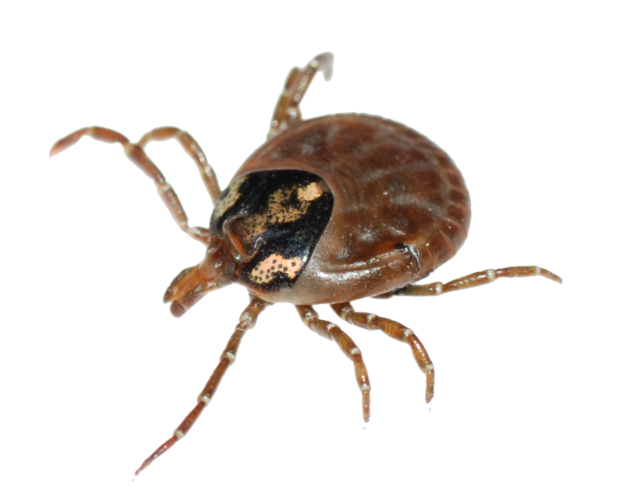 Tick Insect PNG Background Clip Art