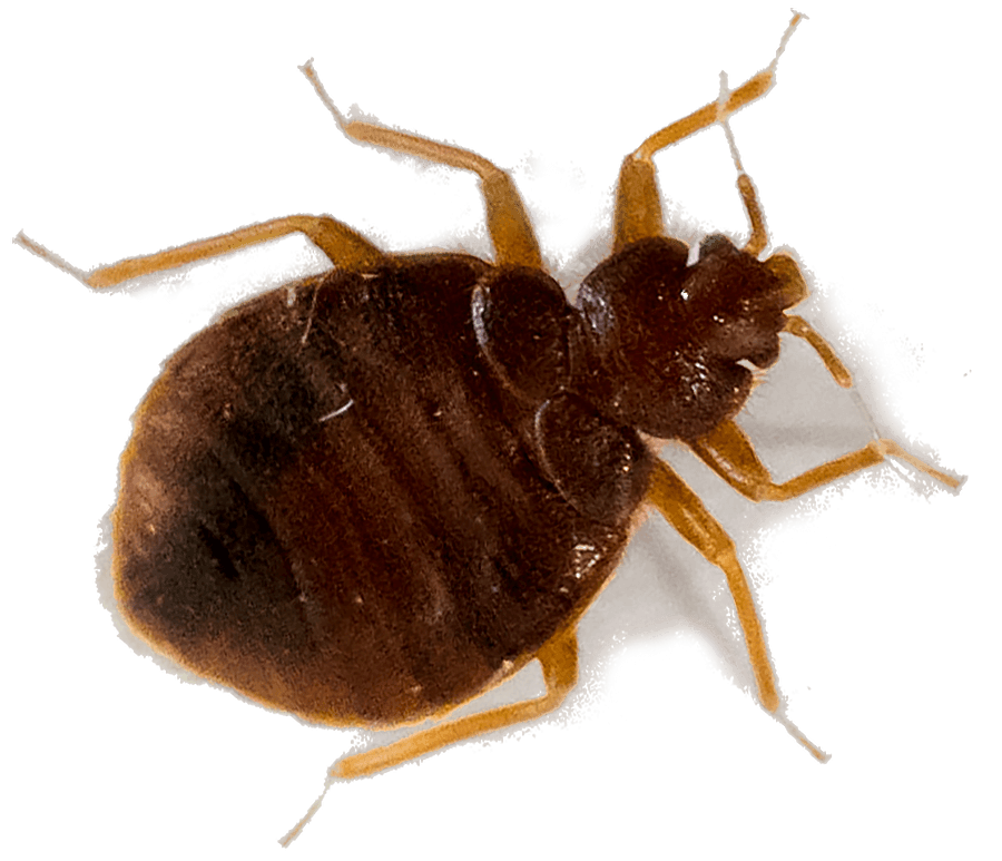 Tick Insect PNG Background