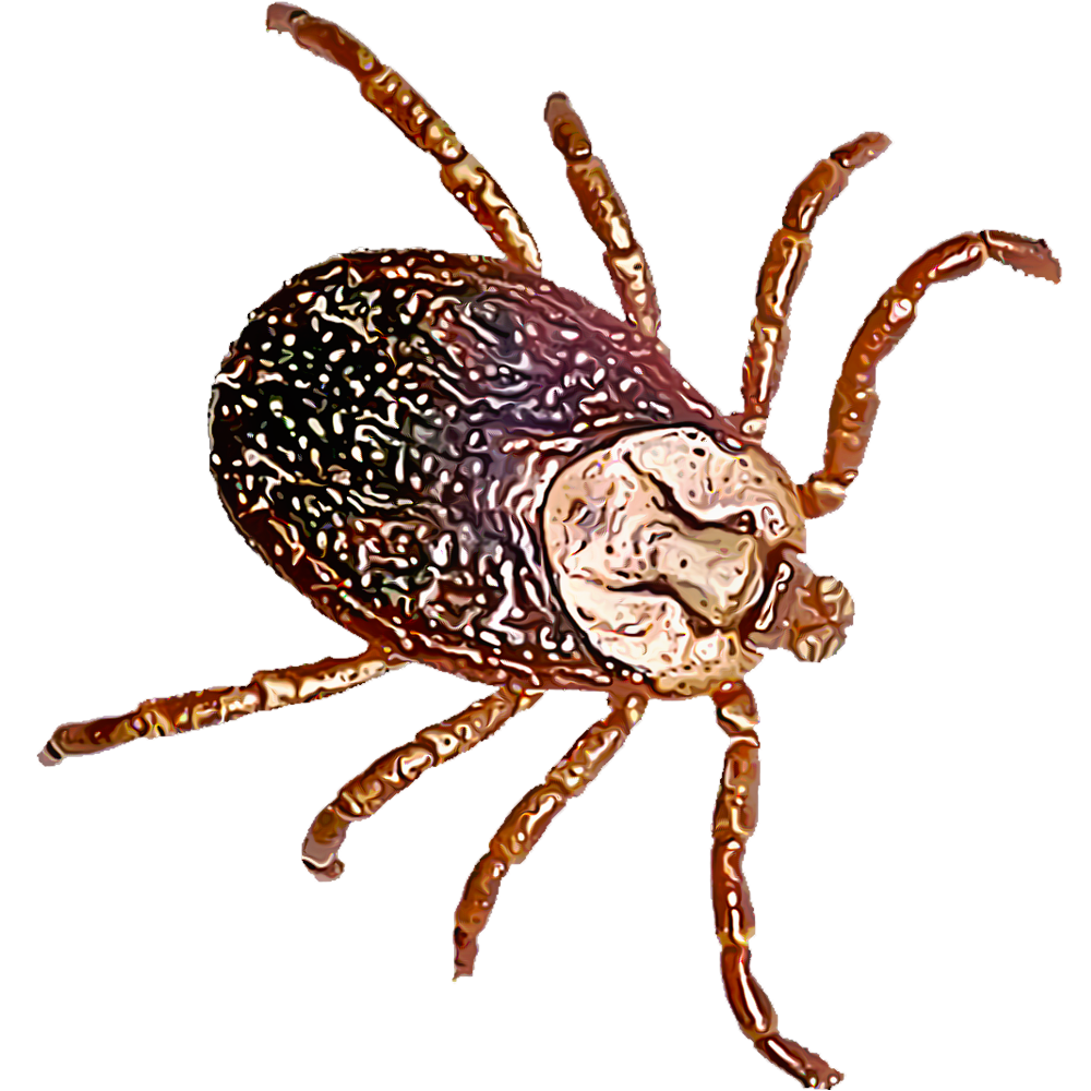 Tick Insect PNG Clip Art HD Quality