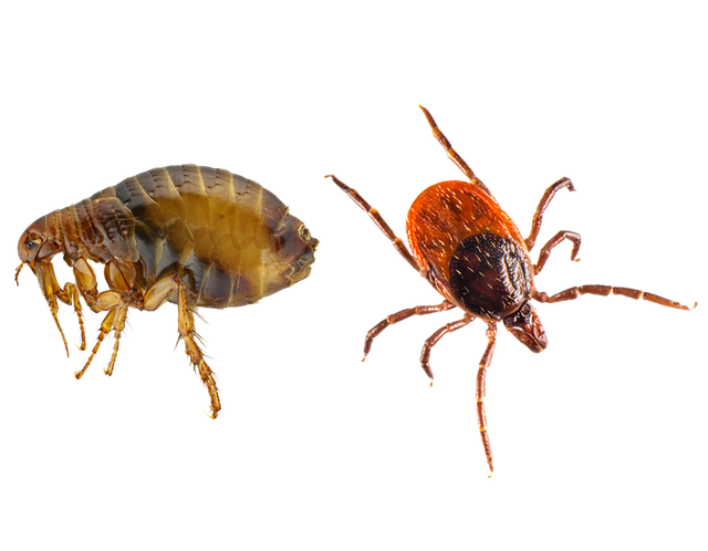 Tick Insect PNG Clipart Background