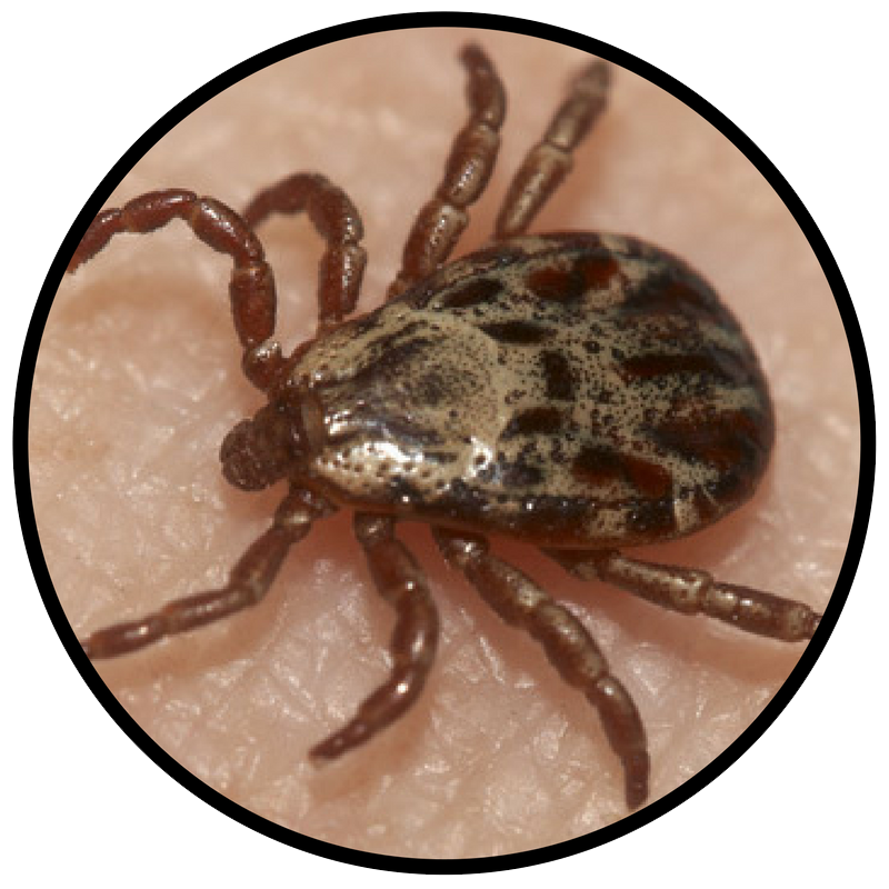 Tick Insect PNG HD Images