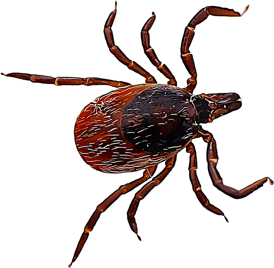 Tick Insect PNG HD Photos