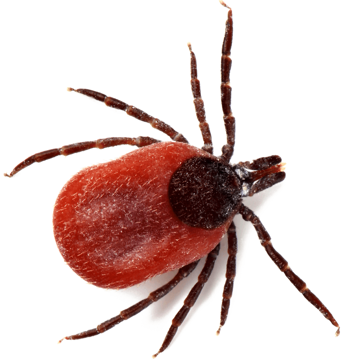 Tick Insect PNG HD Quality
