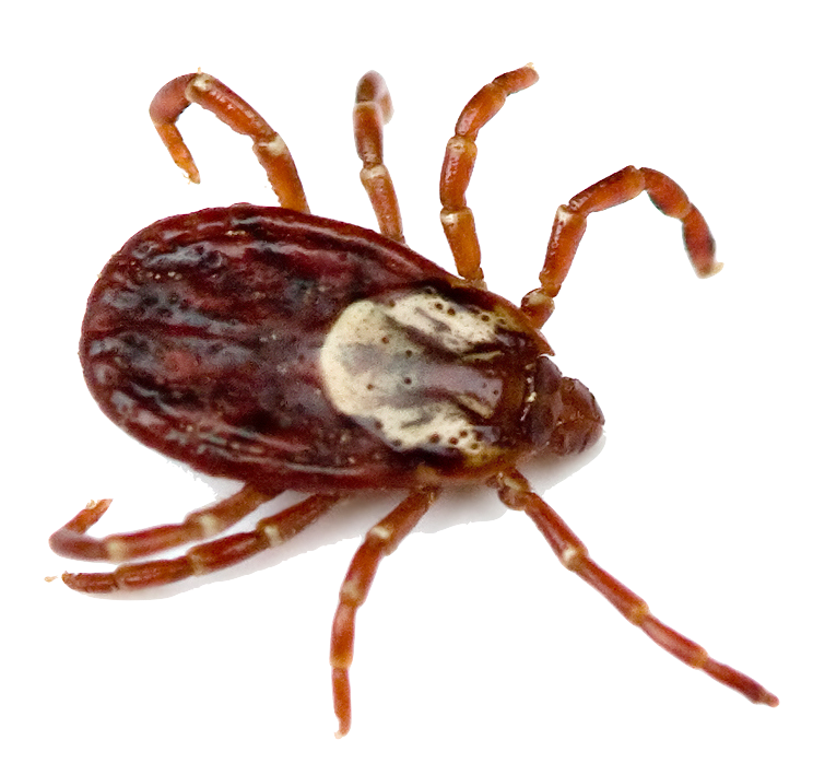 Tick Insect PNG Photo Clip Art Image