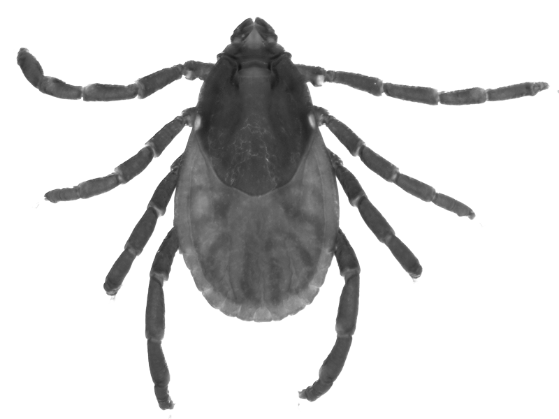 Tick Insect Transparent Background
