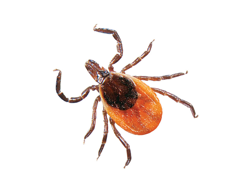 Tick Insect Transparent Clip Art Background