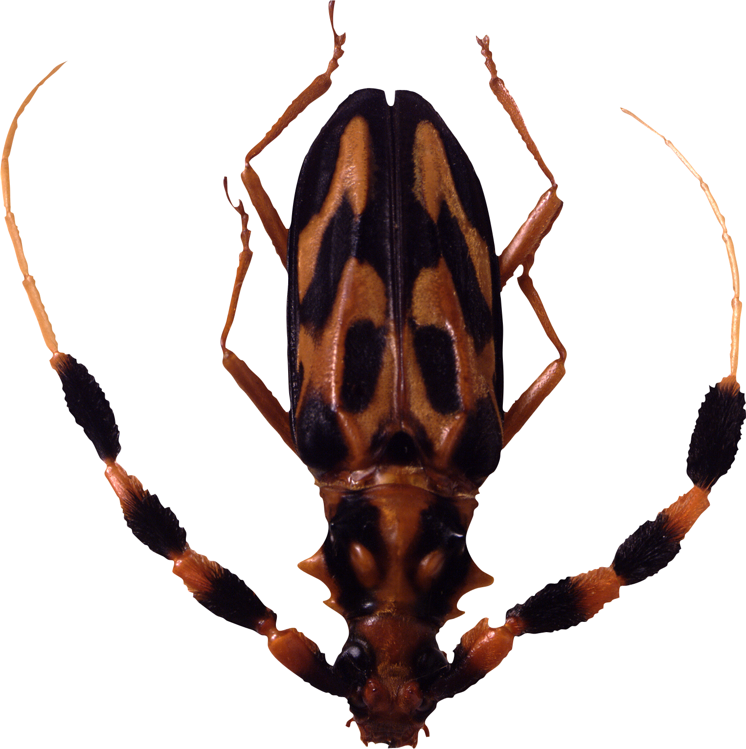 Tick Insect Transparent File