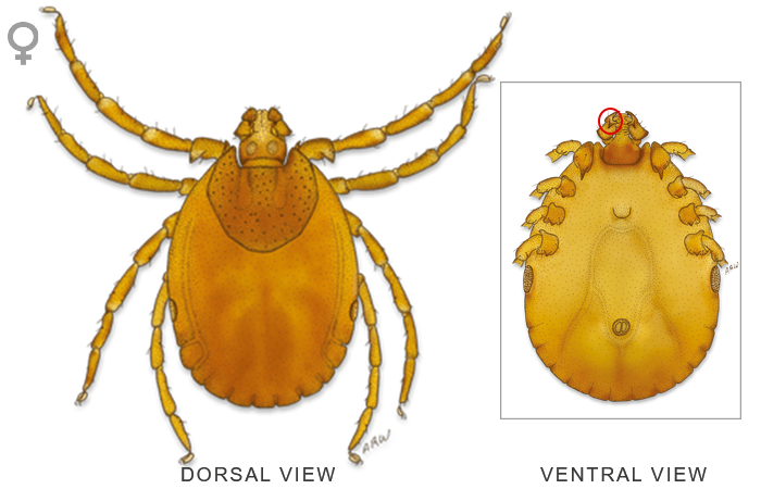 Tick Insect Transparent Images