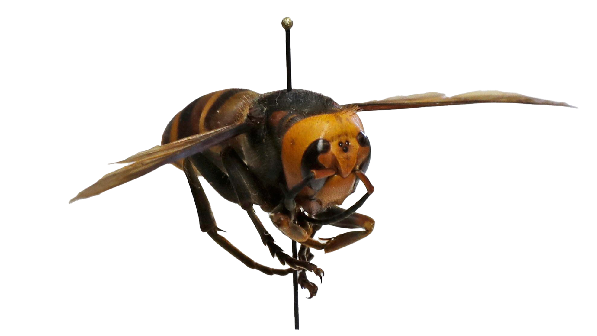 Wasp Insect PNG Images HD