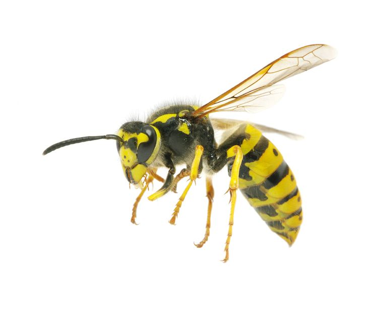 Wasp Insect Transparent File Clip Art