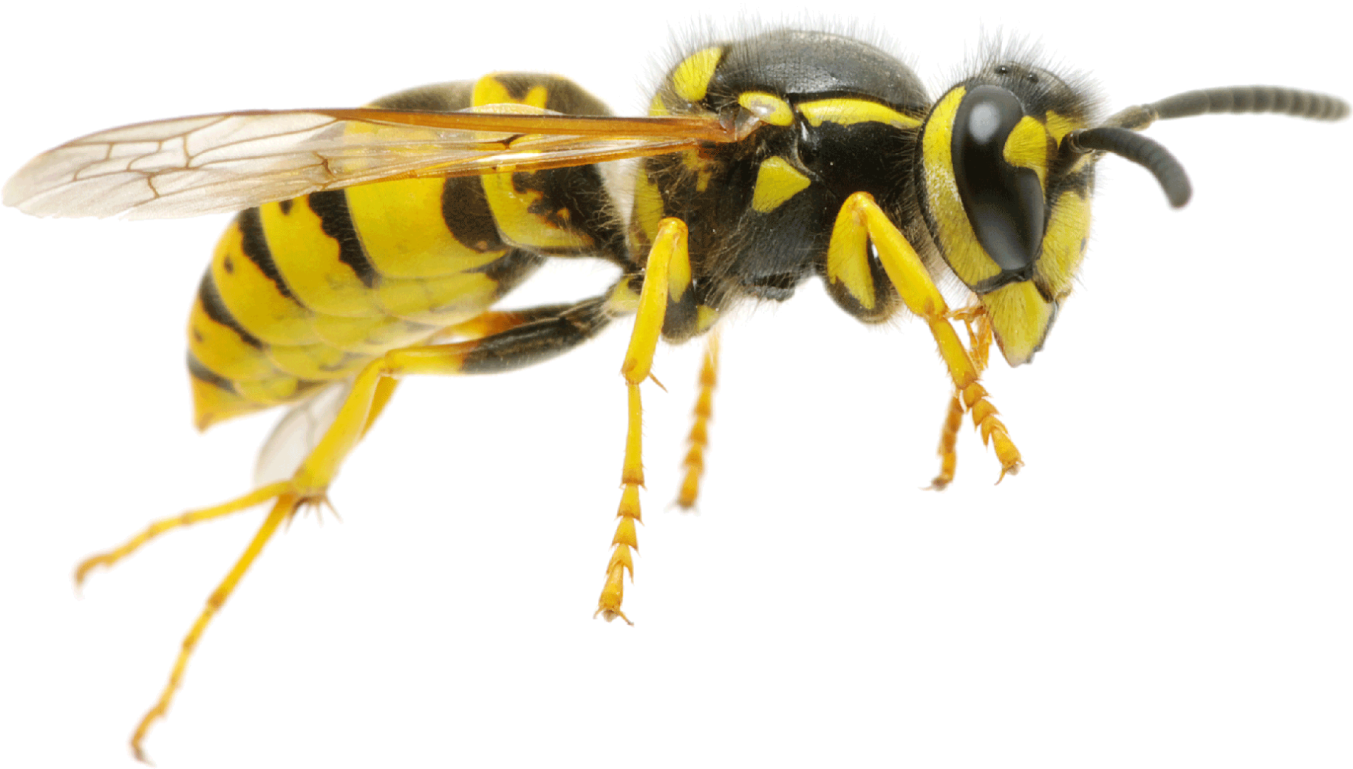 Wasp Insect Transparent File