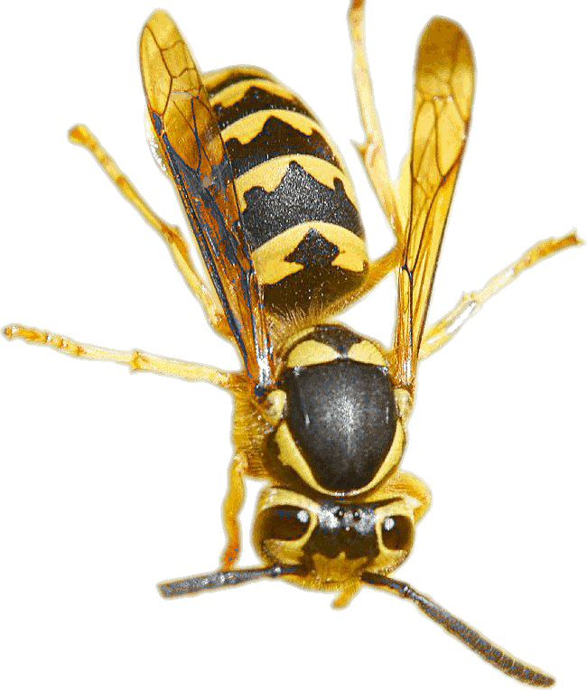Wasp Insect Transparent Free PNG Clip Art