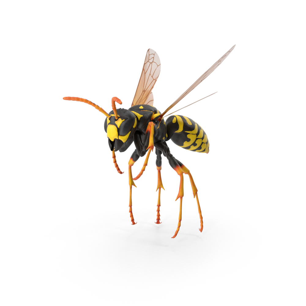 Wasp Insect Transparent Free PNG