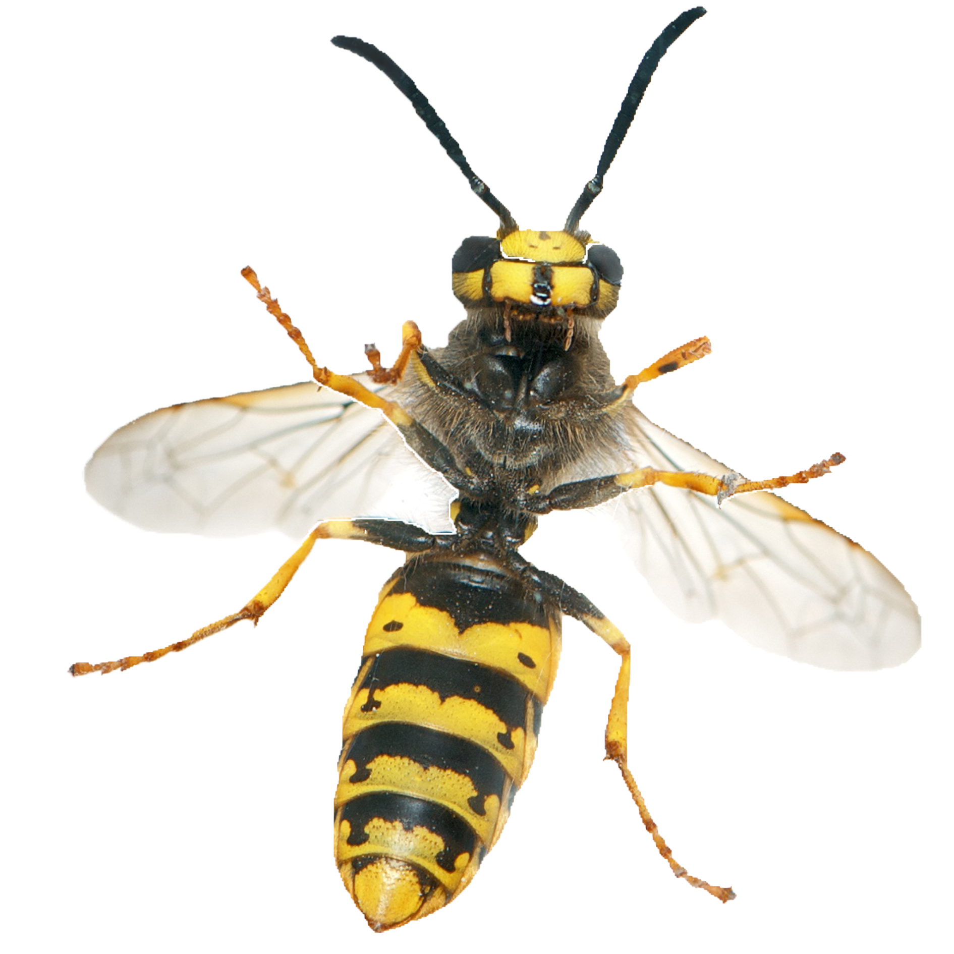 Wasp Insect Transparent Image