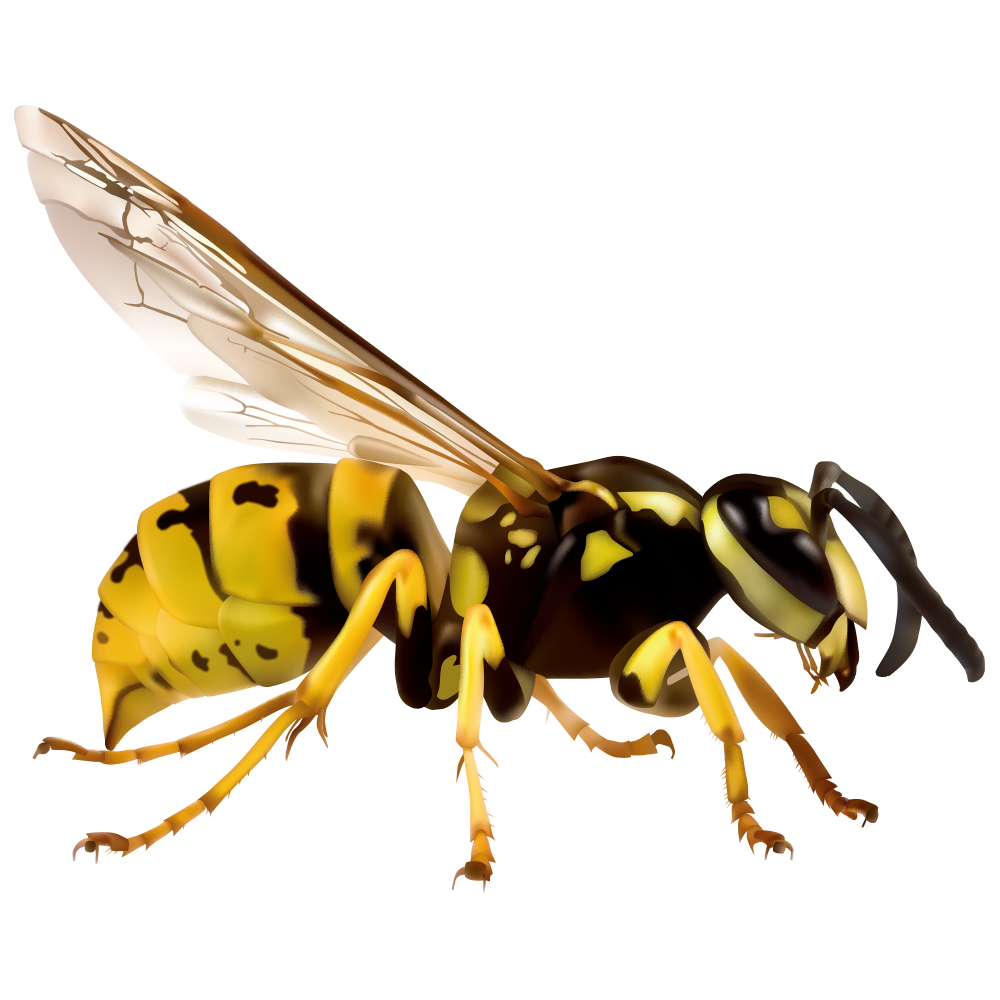 Wasp Insect Transparent Images