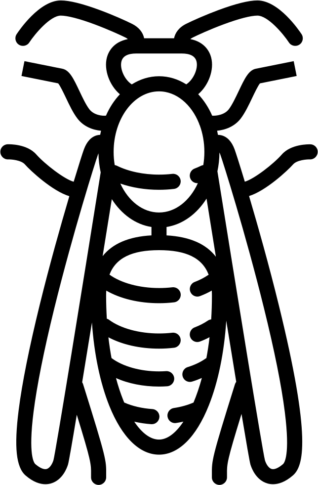 Wasp Inseto Transparente png.