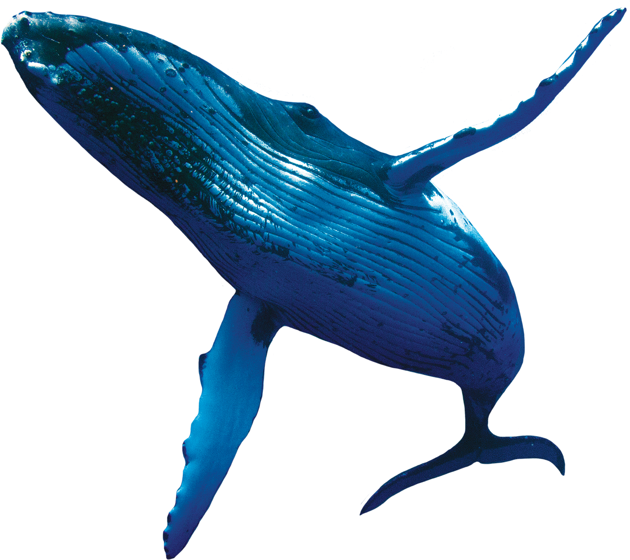 Whale Background PNG Clip Art Image