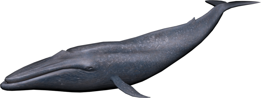 Whale Background PNG Image