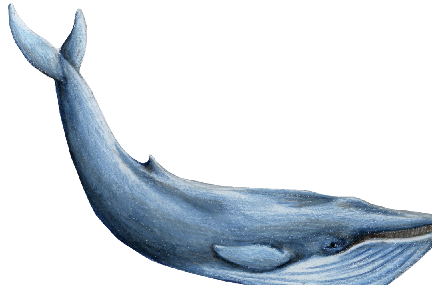 Whale Background PNG