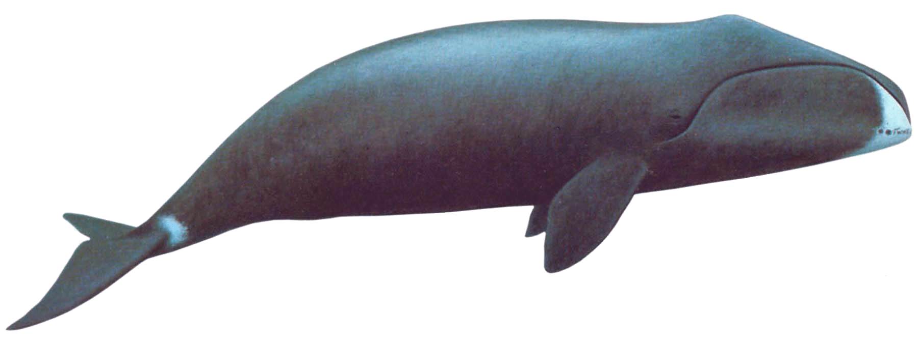 Whale Clip Art Transparent File