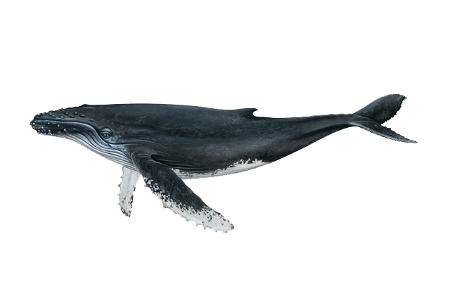 Whale PNG Clipart Background