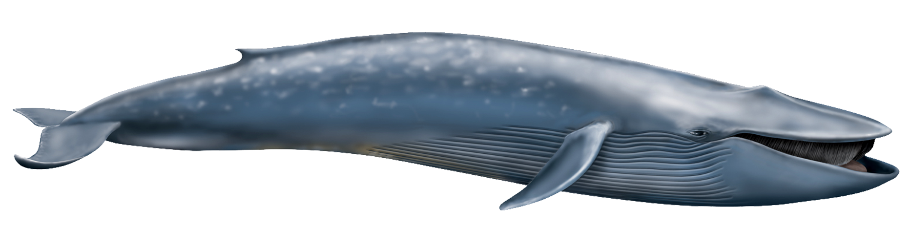 Whale PNG Free File Download