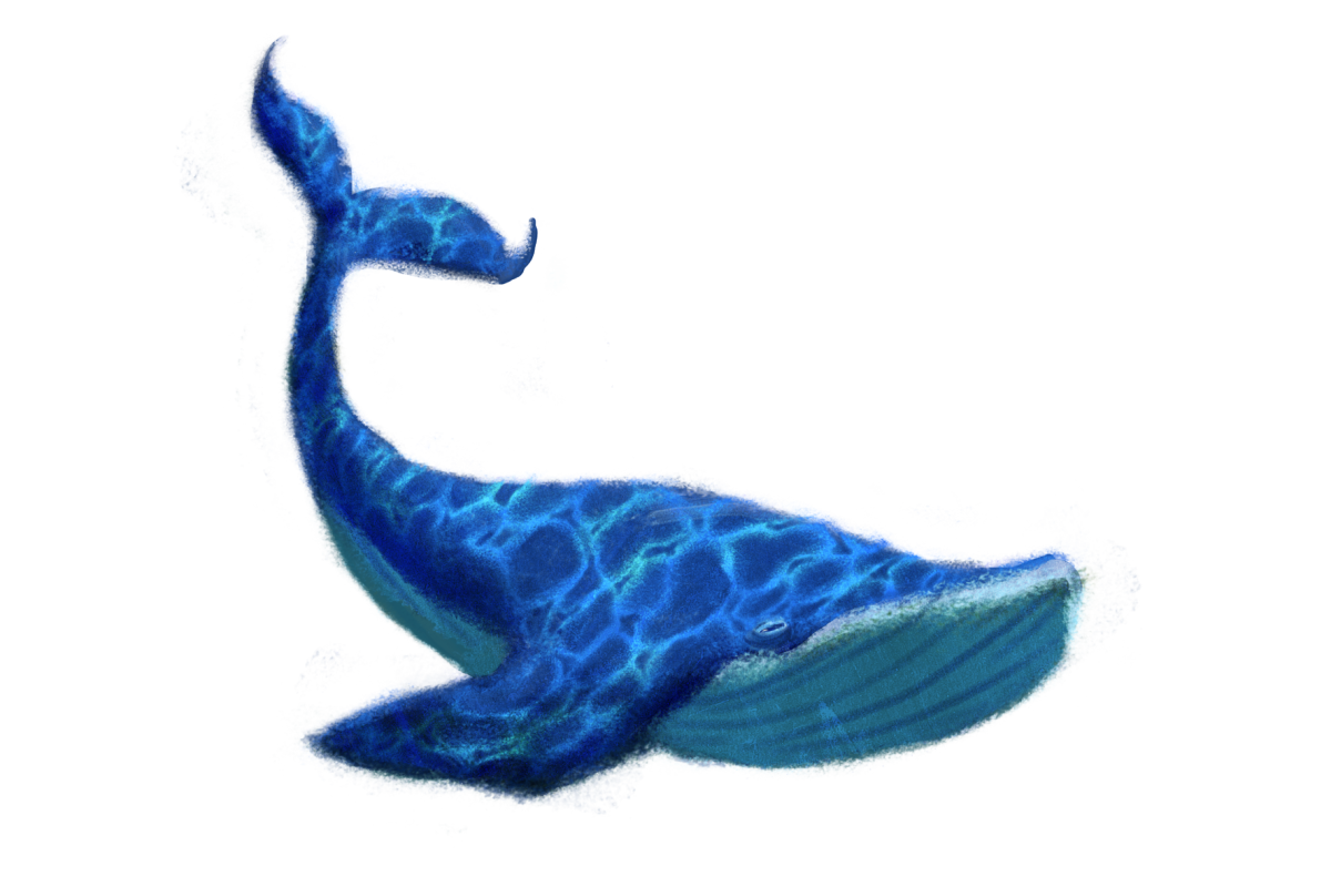 Whale PNG Photo Clip Art Image