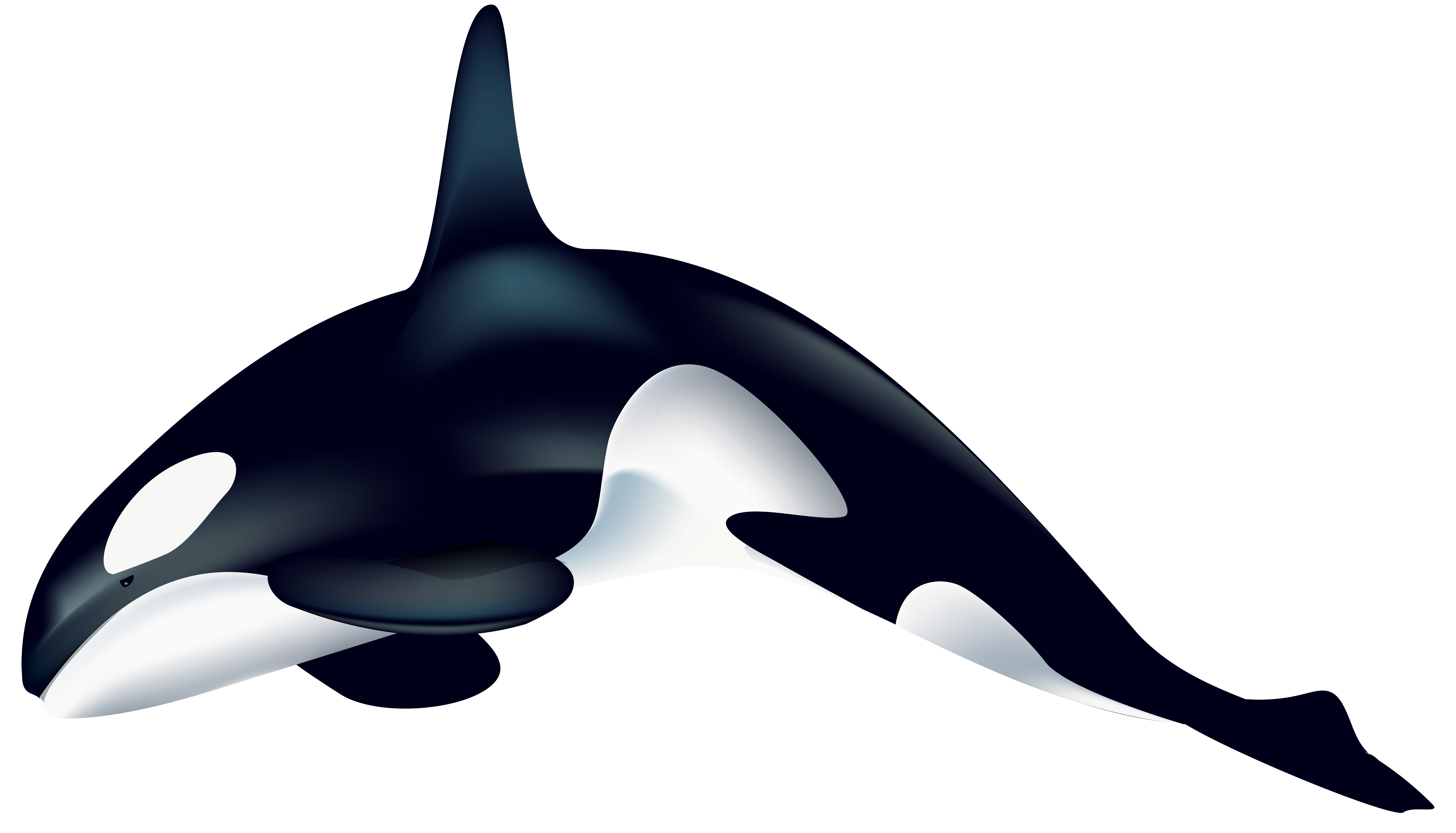 Whale Transparent Clip Art PNG