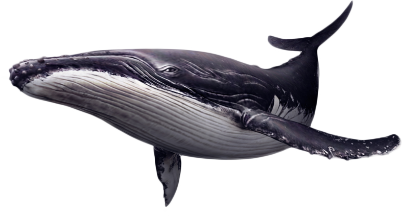 Whale Transparent File Clip Art
