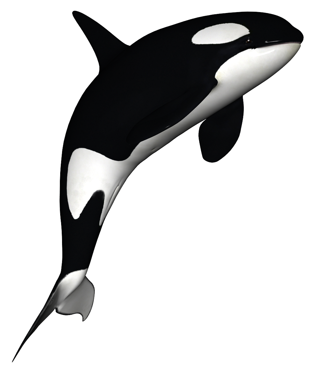 Whale Transparent Free PNG Clip Art