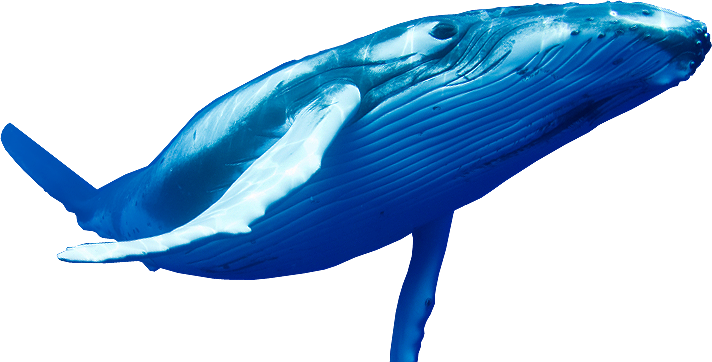 Whale Transparent Free PNG