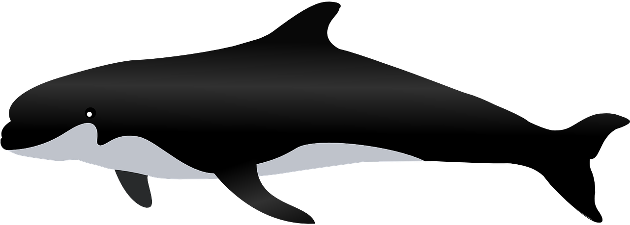 Whale Transparent Images Clip Art