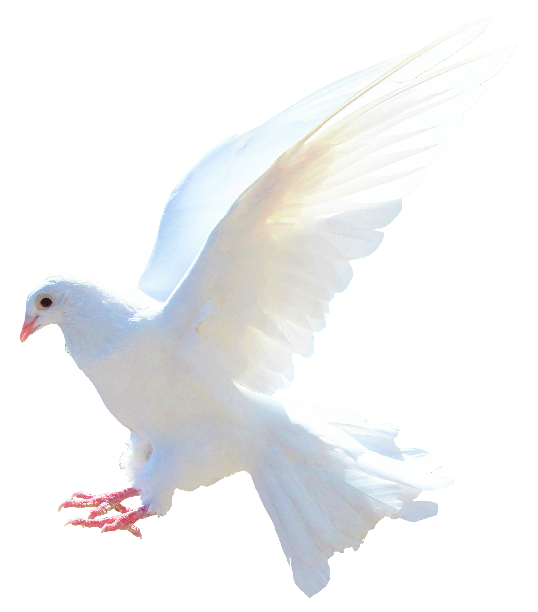 White Pigeon Background PNG Clip Art
