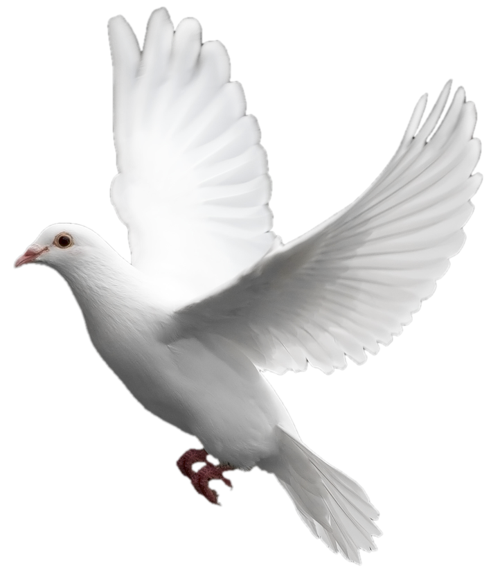 White Pigeon Background PNG Image