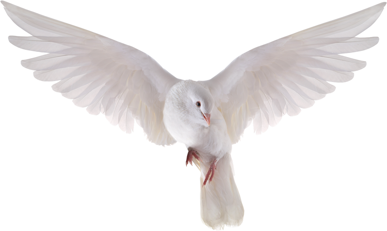 White Pigeon Background PNG