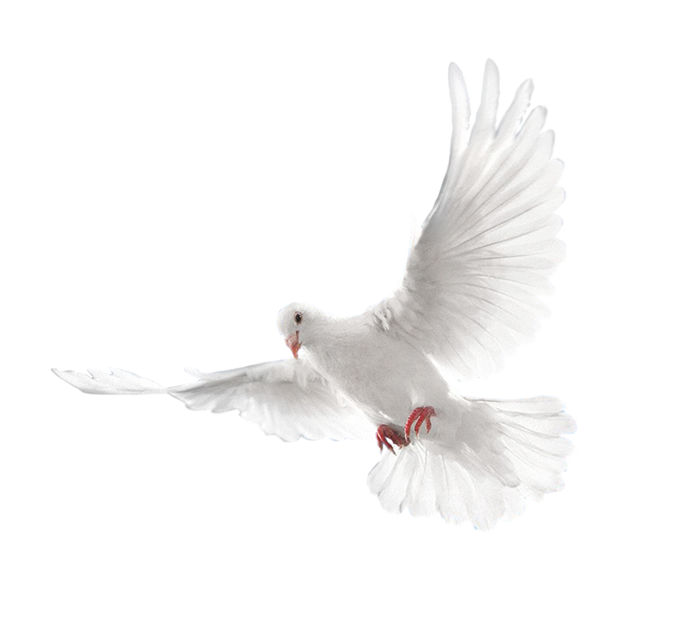 White Pigeon Free PNG Clip Art